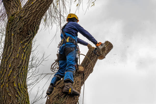 Why Choose Our Tree Removal Services in Cottonwood, ID?