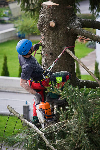 Trusted Cottonwood, ID  Tree Services Experts